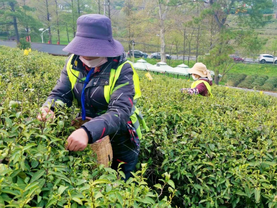 清明踏春季