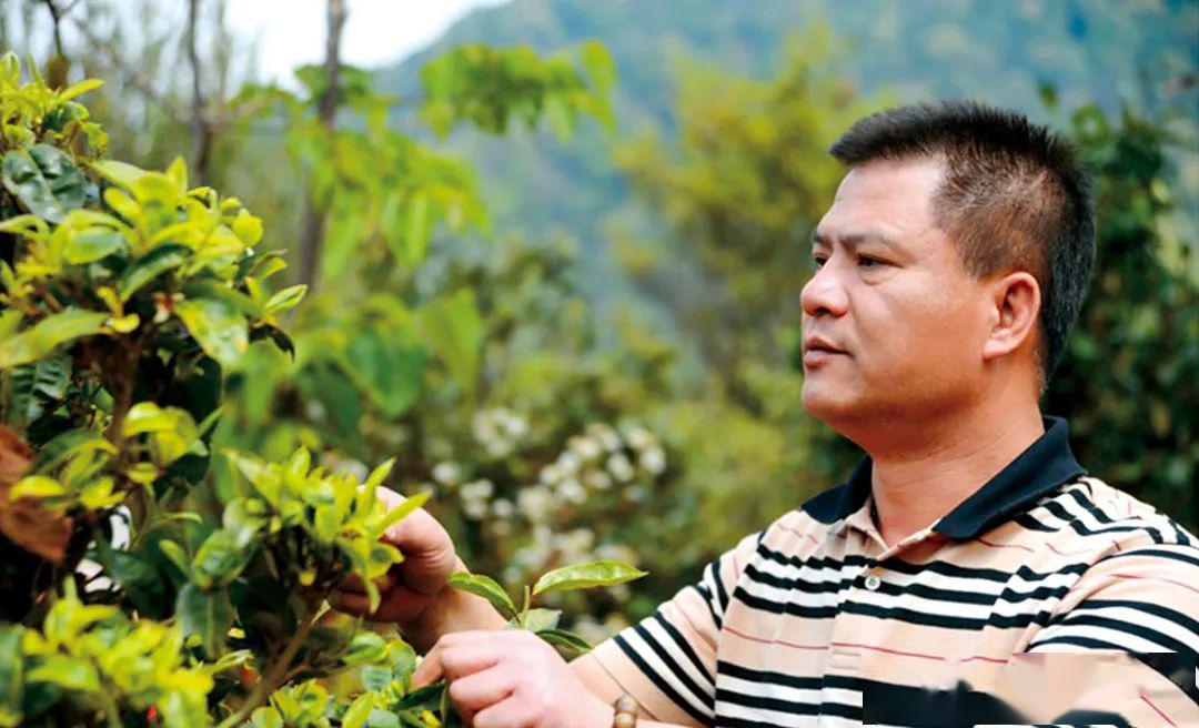 早在青年时期,何宝强便在广东省外贸公司担任茶叶审评员,专门负责原料