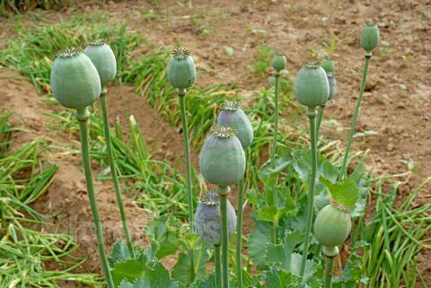 罂粟是毒不是菜大衣哥教你慧眼识毒品