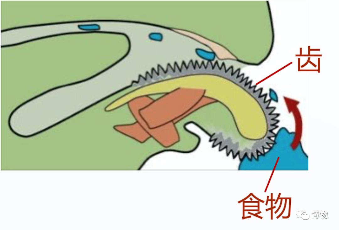 wikipedia实际上,蜗牛的"牙齿"极为细密,就像长在舌头上的"锉"一样,有