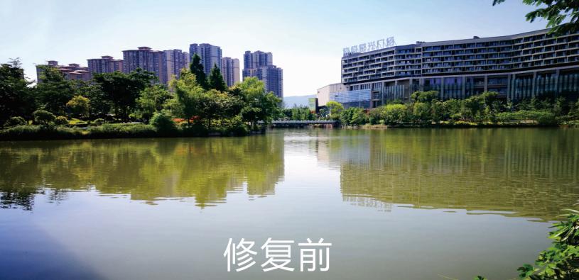 沉水植物在水生态修复中的作用