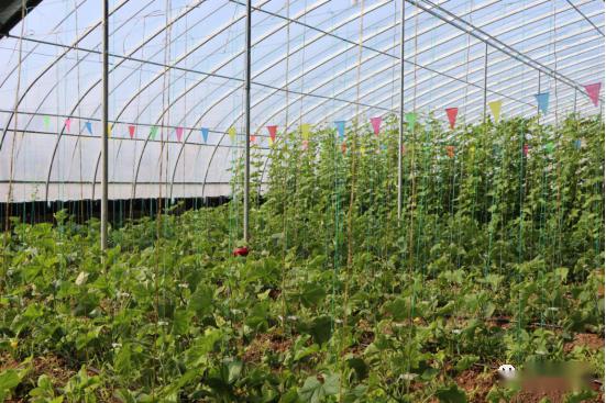 小蜜蜂大作用悦城新绿洲自然农法种植基地新式武器