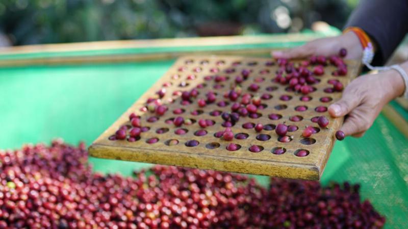 龙行boncafé标准化一位缅甸咖啡商的痛定思痛