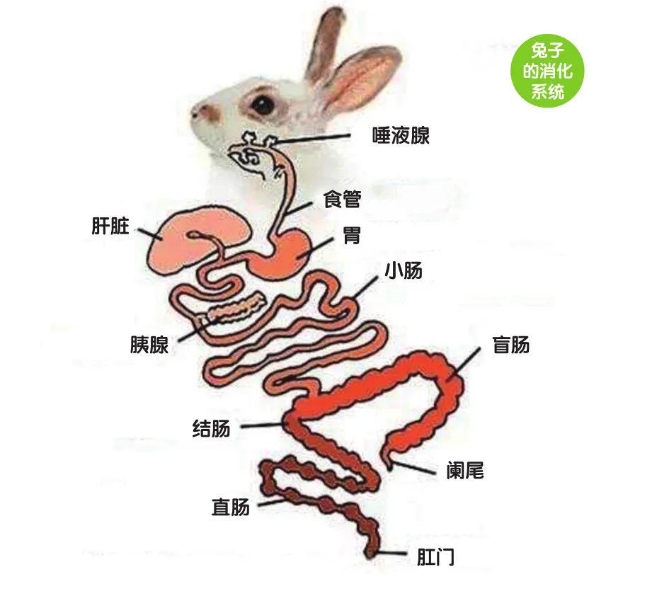 动物怎么养成食粪这种特殊的爱好呢