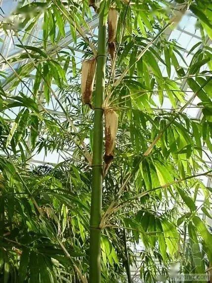 家藏万卷书门对千棵竹竹子品种知多少