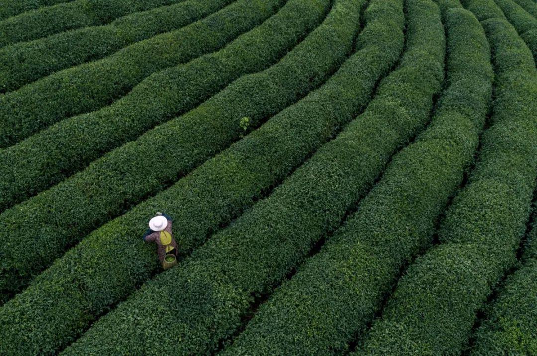 大理茶不可被忽略的茶资源