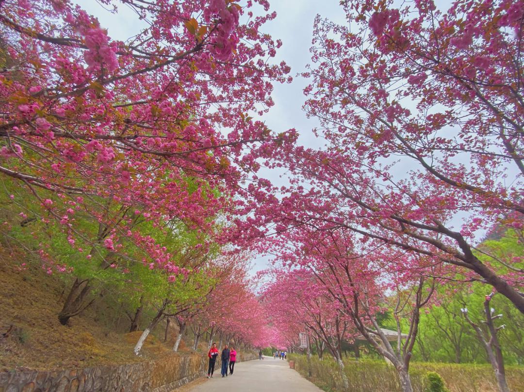 渔洞樱花开了,开了,开了,真的开了!