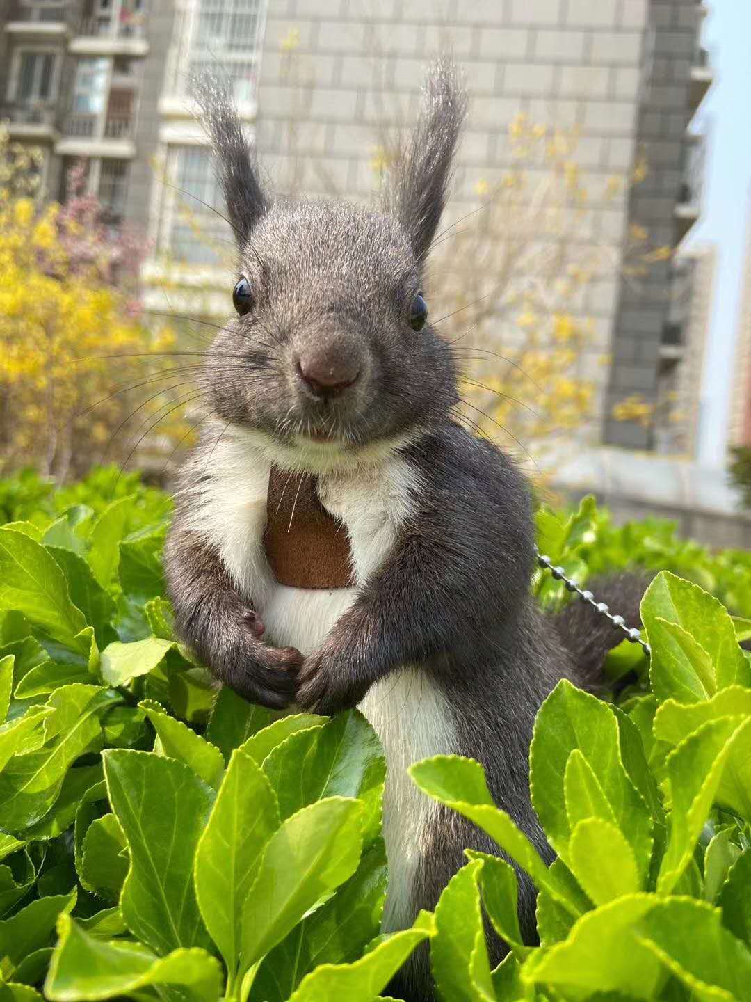 原创魔王松鼠的寿命平均是多少生命周期