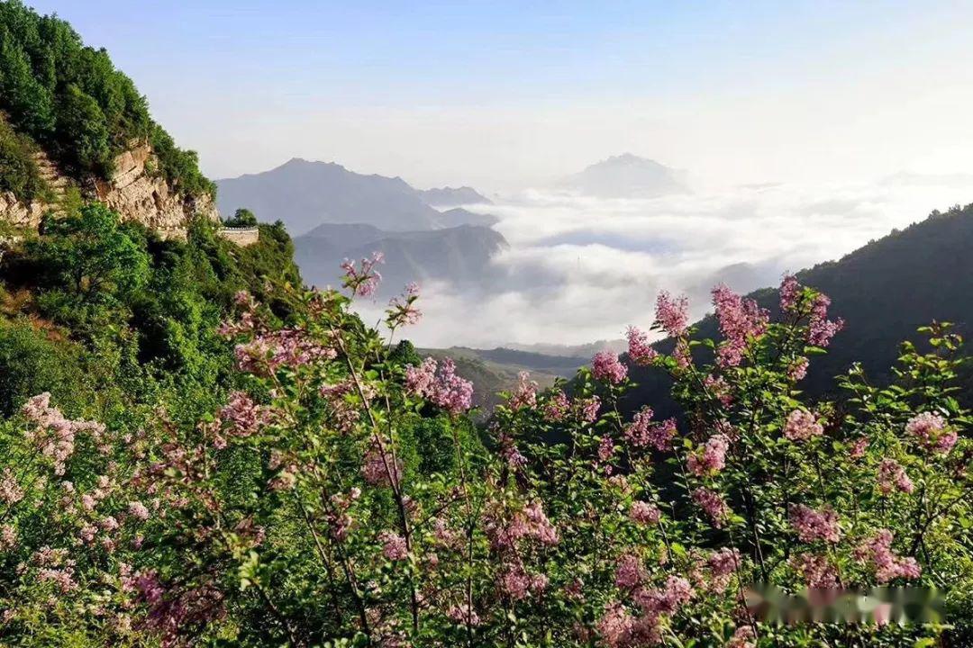 白石山点缀成"天国花园"姹紫嫣红的野山花高山花海不得不叹服大自然的