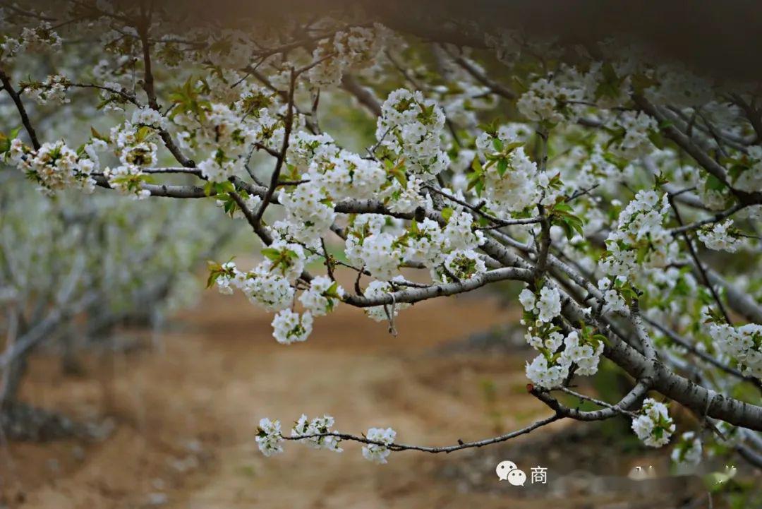 刘口乡村美如画特色旅游顶呱呱商丘市梁园区刘口镇党委书记祝玉波倾情