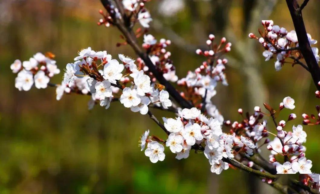 辞枝朱粉细,覆地红绡薄.由来好颜色,尝苦易销铄.不见茛荡花