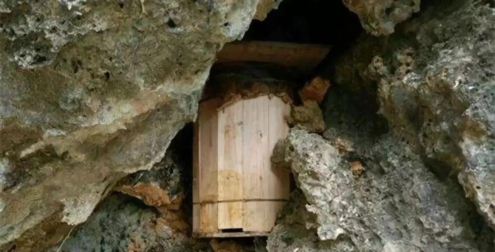 致富经养野蜂(致富经养马蜂技术视频)