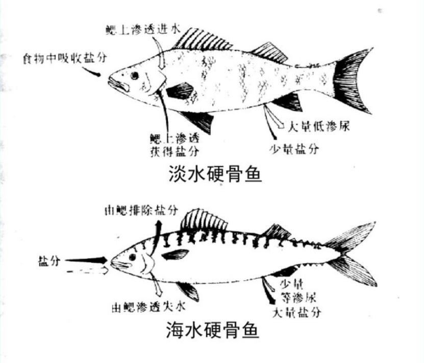 鳗鱼结构图图片