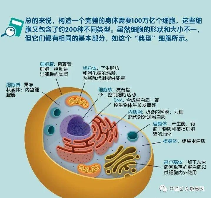 人体细胞结构初中图片