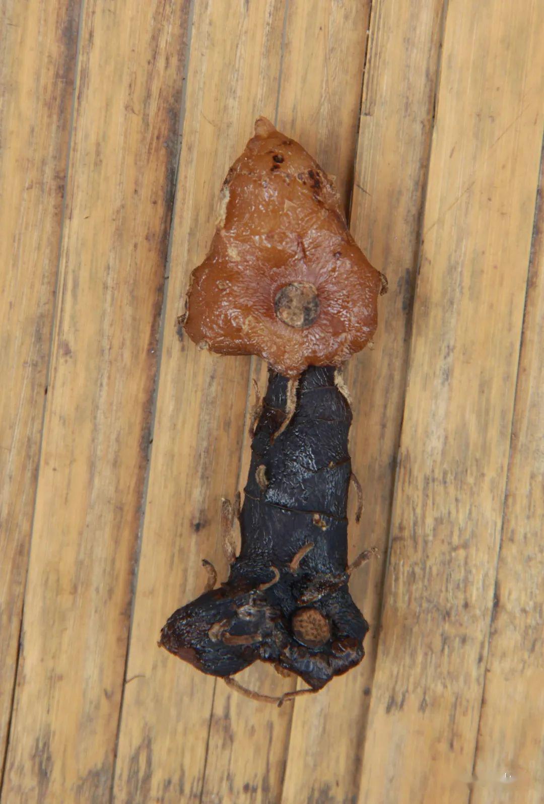 黄精的功效与黄精的10种吃法