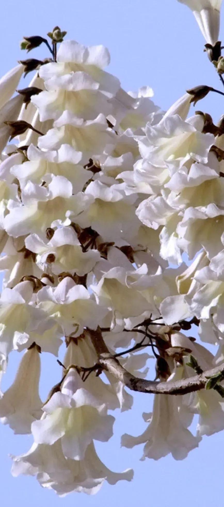 空实清明一候桐始华桐花开了清明到了