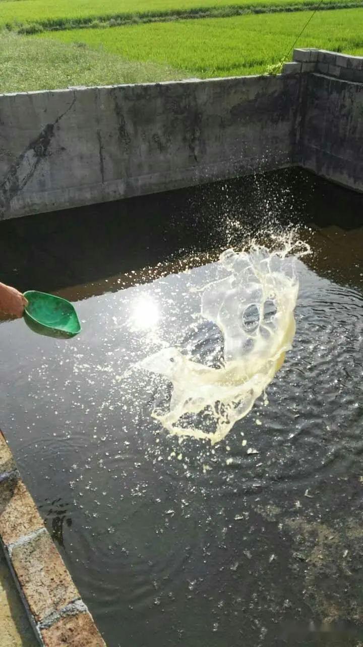 养殖场的粪水怎样处理最简单设施仅需一个塑料桶每立方1元左右菌种