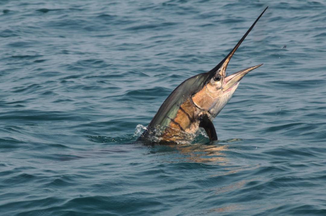 大海里的旗手旗鱼