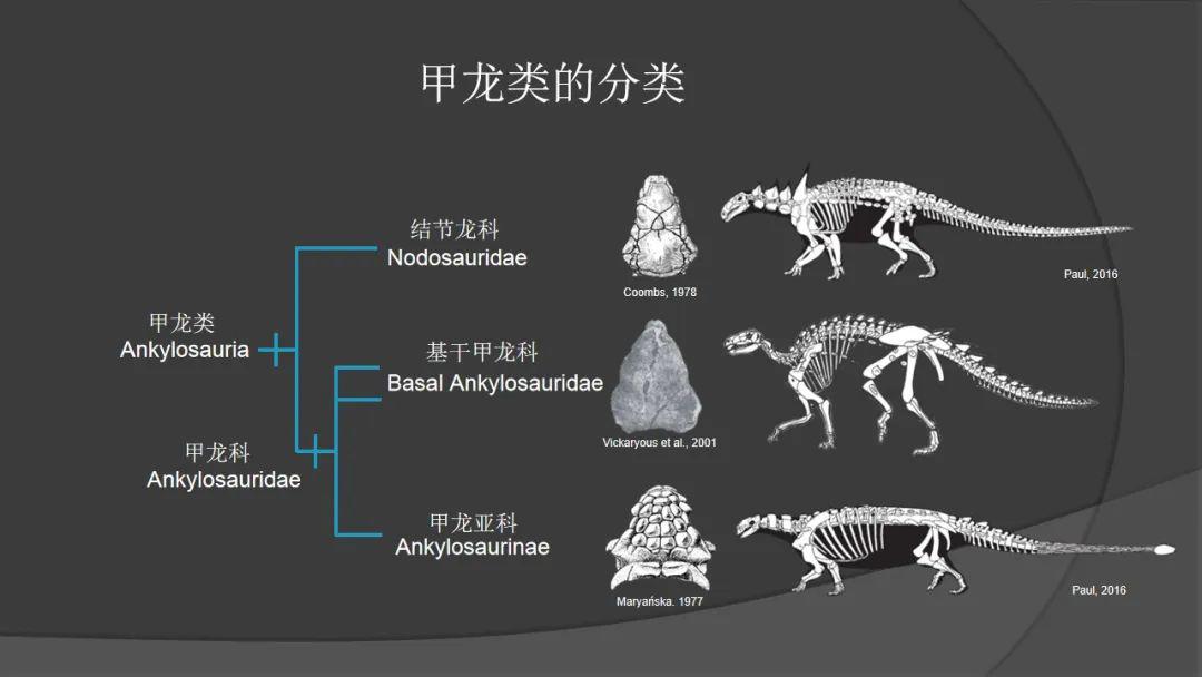 甲龙类是一种四足行走的植食性恐龙,它的主要特征是背侧部有一些骨质