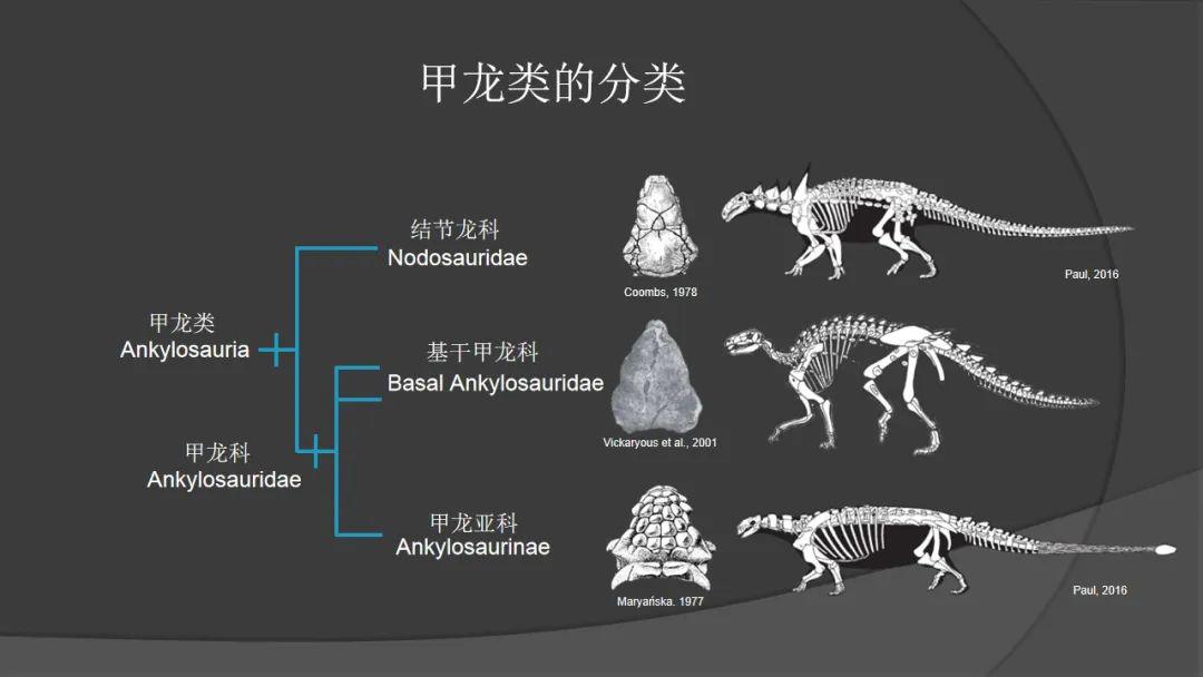 甲龙的外形特点图片