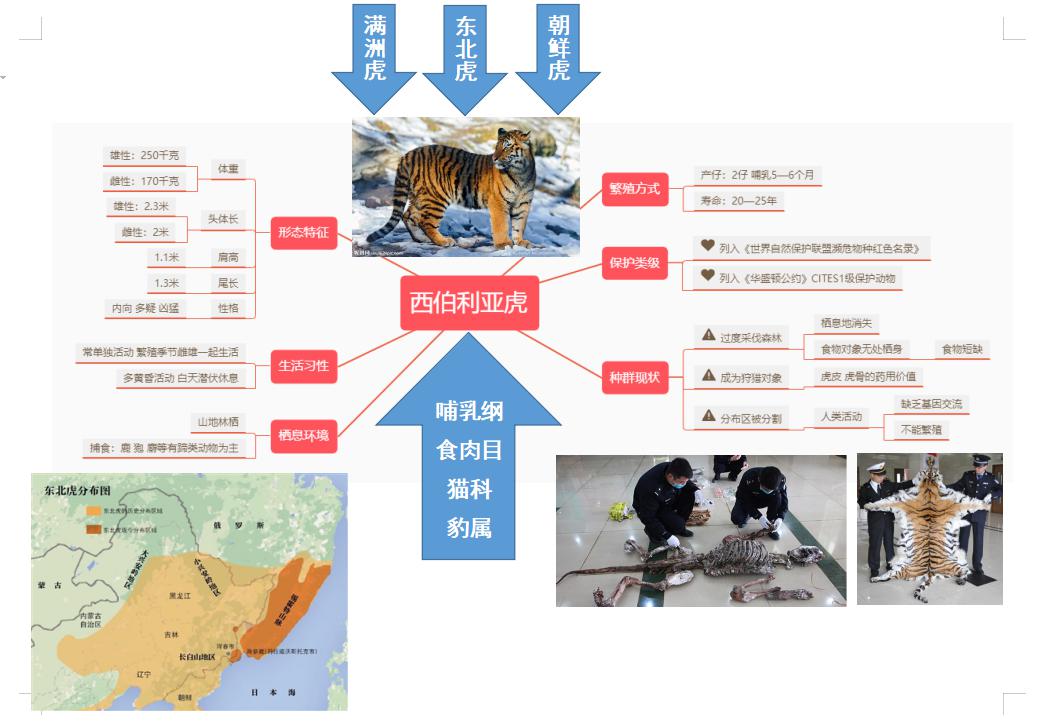 东北虎思维导图图片