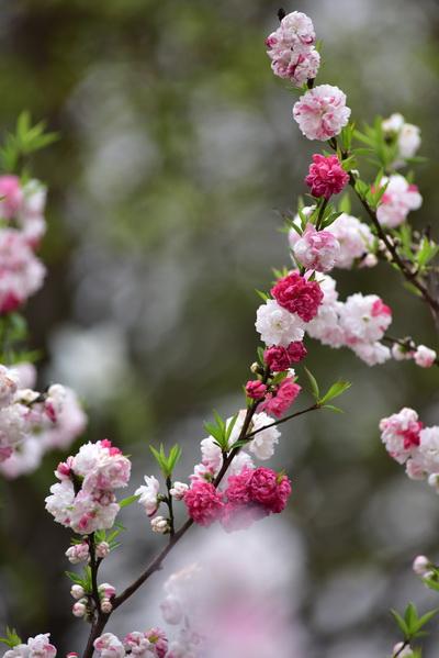 一花一世界一叶一菩提奇花异草撒金碧桃艾溪湖湿地公园