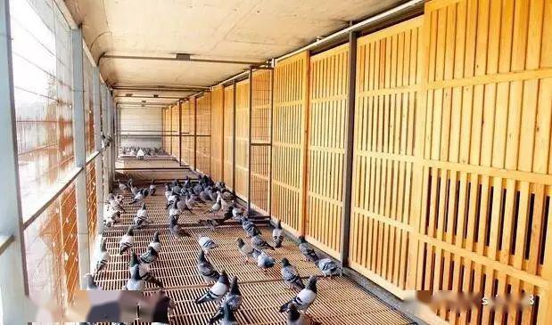 我喜欢的鸽舍内部建造图