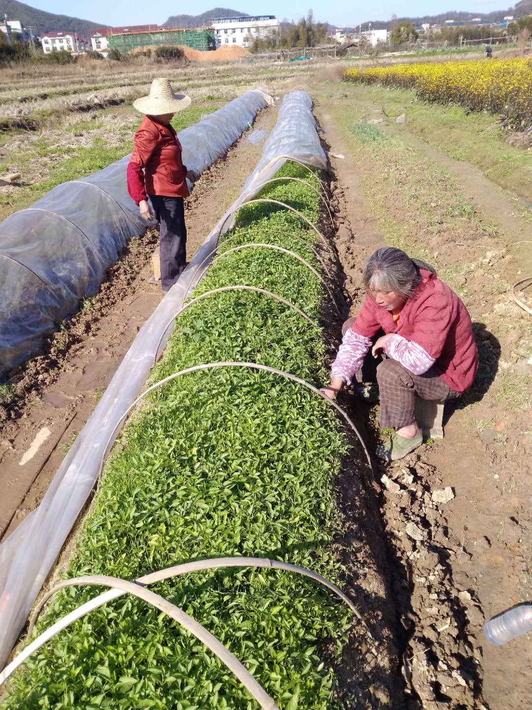 吴家塘镇科技特派员指导庄坛村农户种植辣椒