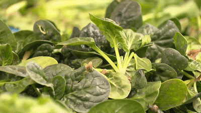 绿油油,水灵灵,一棵棵新鲜蔬菜挤挤挨挨地摆在一起,模样看着十分诱人.