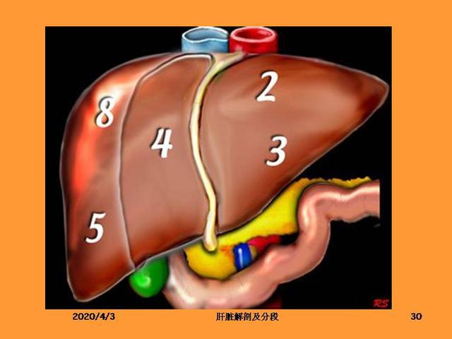 肝脏的解剖和分段