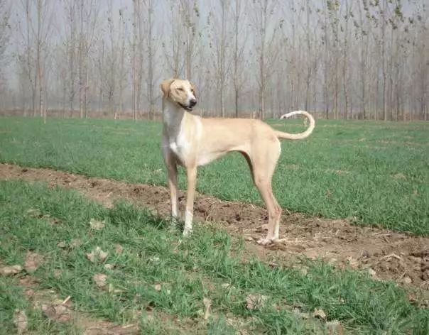 关于山东细犬的饲养历史比较悠久,早在1933年的《冠县县志》中有两处