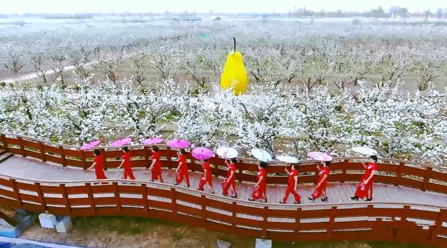 滨州阳信首届醉美梨花短视频摄影大赛征稿启事