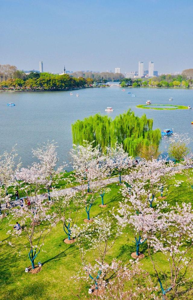原创这个特殊的春天南京遍是云雾般的白色成片的粉白几乎遮蔽天空