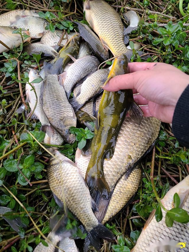 我愛傳統釣鳳凰涅盤浴火重生