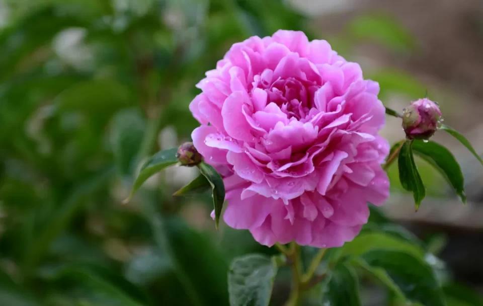 芍药花语 郁金香花语