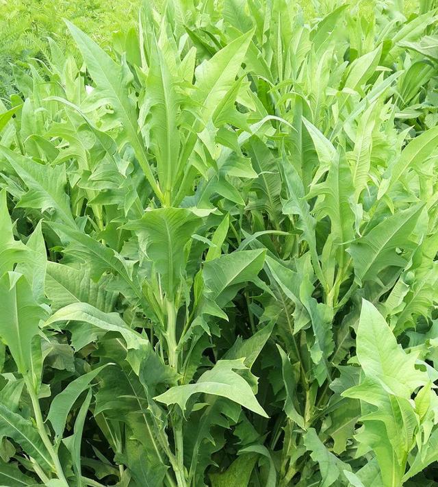 另外,最关键的,"牧宝"苦荬菜还富含多种营养元素!