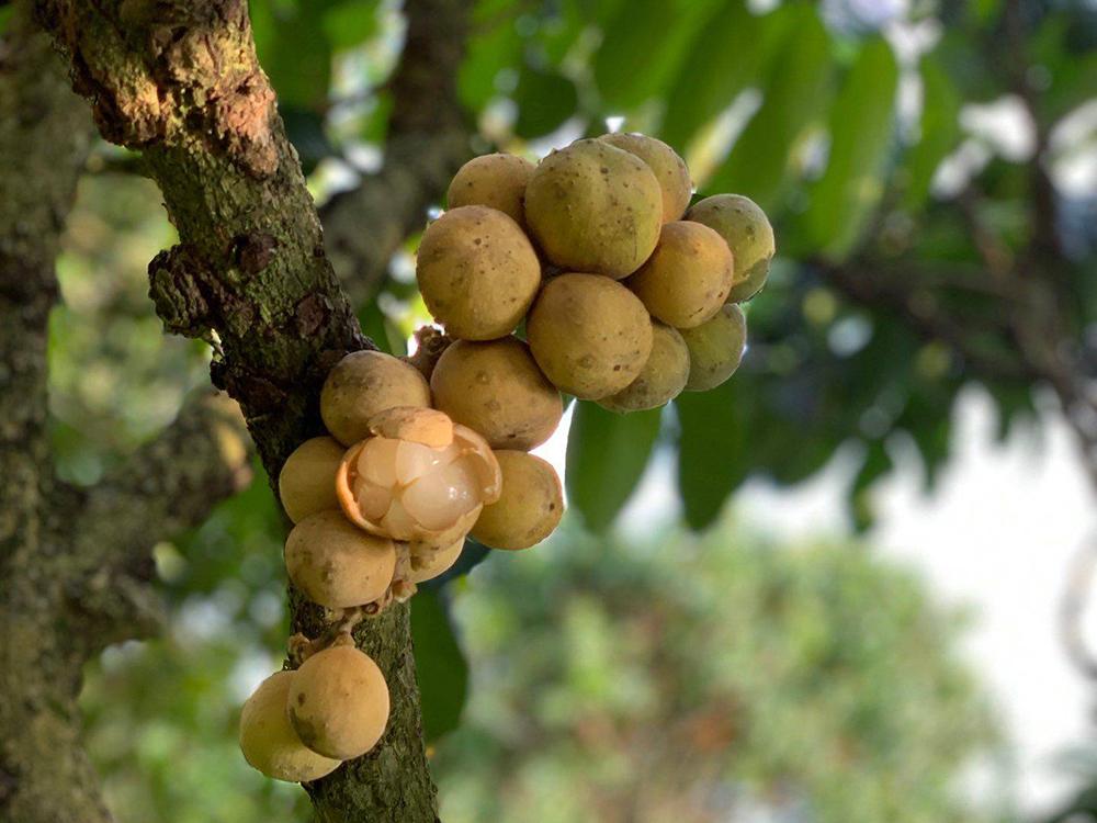 原创本是畅销水果却常有人拿来冒充进口货一斤80元果农表示无奈