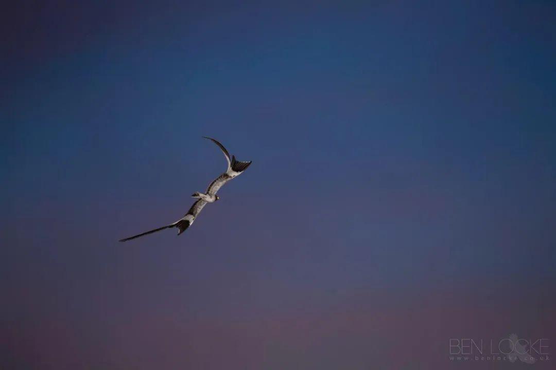 翎翅夜鹰08 ben locke