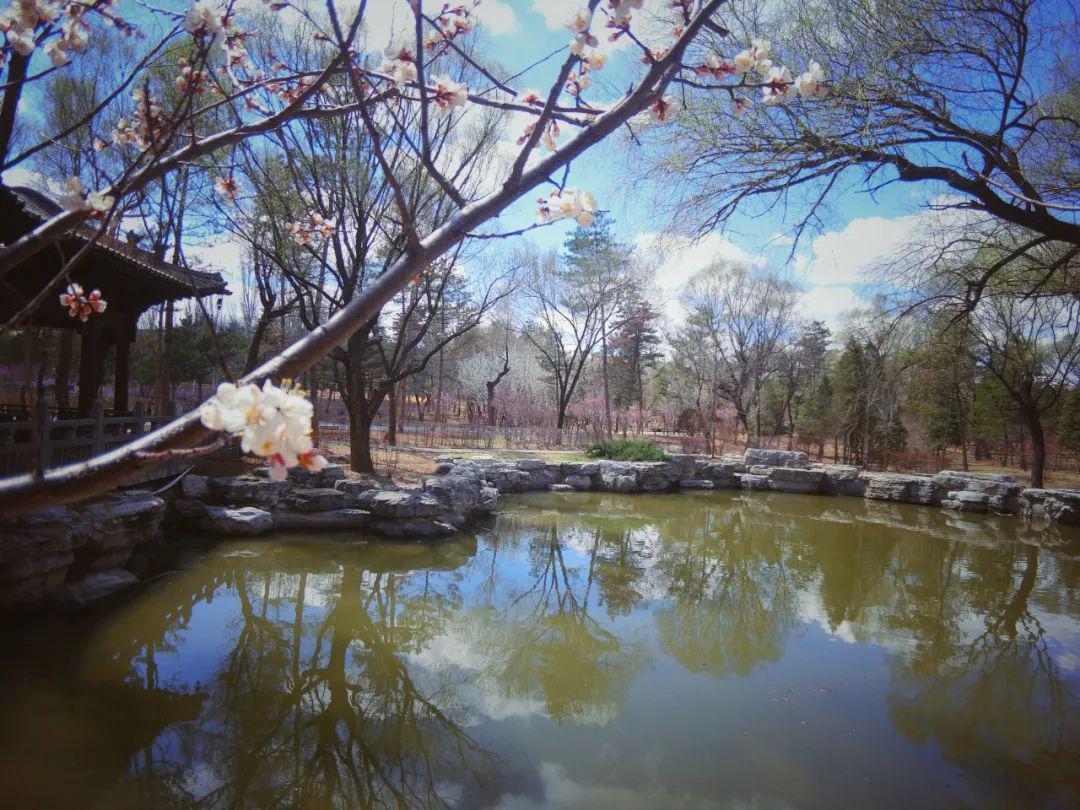 古城大同春景至花已开九大公园相继举办花展