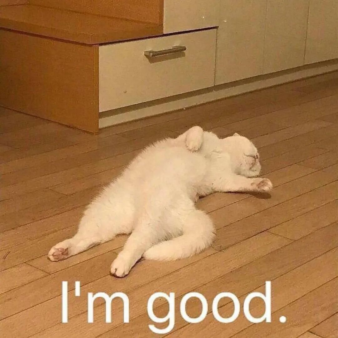 春心荡漾又到了猫咪发情的季节我们应该怎么办