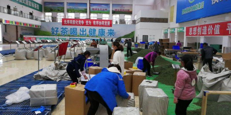 中通助农 | 今年的春茶,你喝到了吗?_茶叶