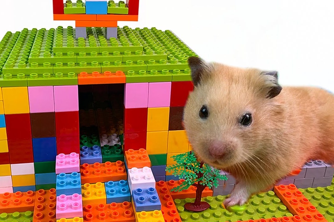 用乐高积木给仓鼠盖一个小别墅有私家游泳池您看还缺啥