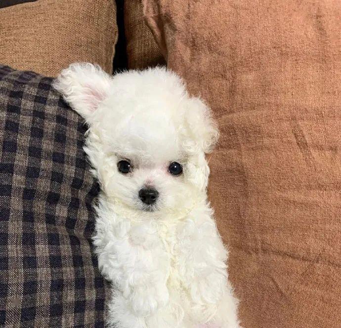 毛毛怪来了!不宅了有你敢要吗?