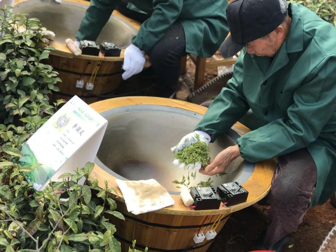 市领导蒋银生为佐村新茶直播吆喝佐村镇召开云端新茶发布会