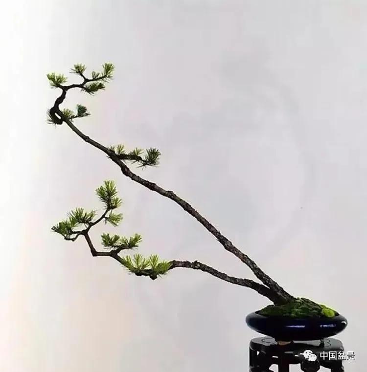 高杆松盆景欣赏