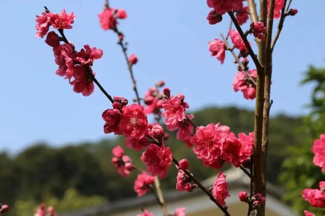 開啟雲賞花模式盡享梅州滿園春色