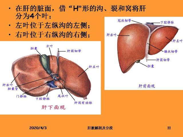 肝脏解剖图及分叶图片