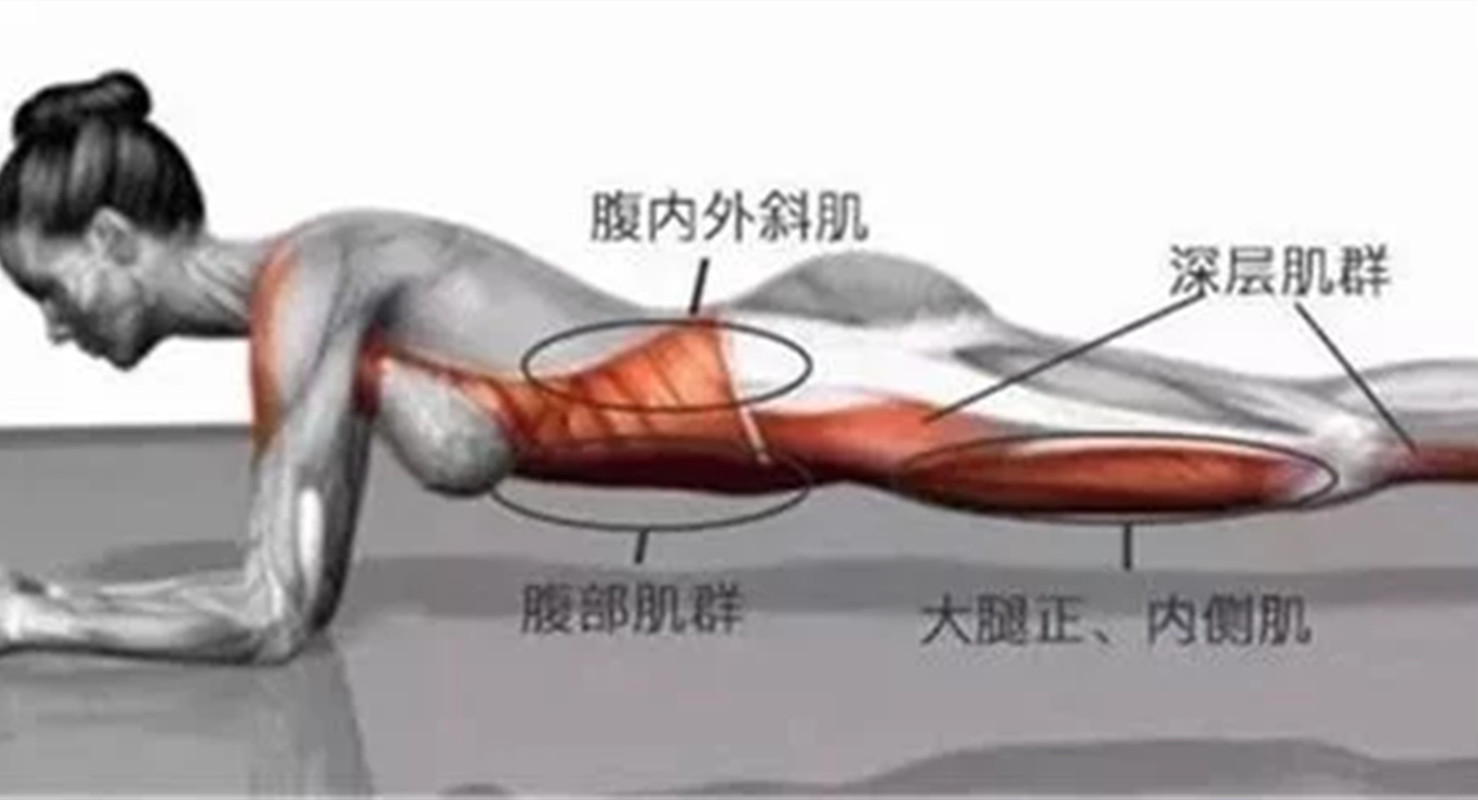 那么具体核心肌肉群分为腹部肌肉和背部的肌肉,平板支撑锻炼实为家