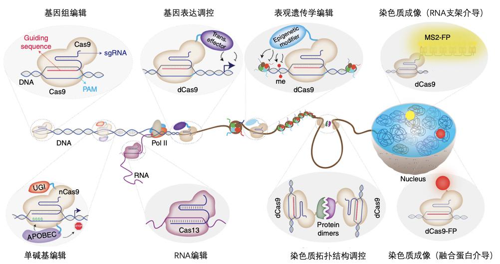 驾驭基因表达调控1什么是基因表达调控为什么需要基因表达调控技术