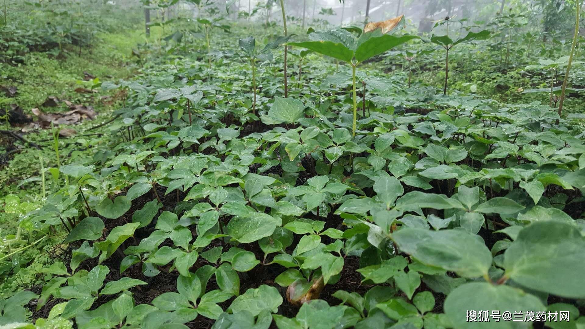 云南宝田农业500亩七叶一枝花滇重楼种植栽培育苗基地云南宝田农业500